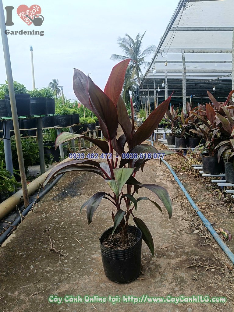 Cây huyết dụ ưa ánh sáng, lên màu lá đỏ rực rỡ khi đủ nắng