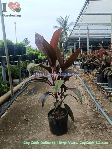 Cây Huyết Dụ Cao 50cm
