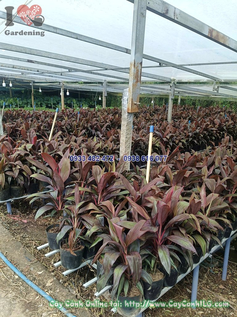 Cây huyết dụ 50cm sẵn sàng giao hàng tại vườn ILG