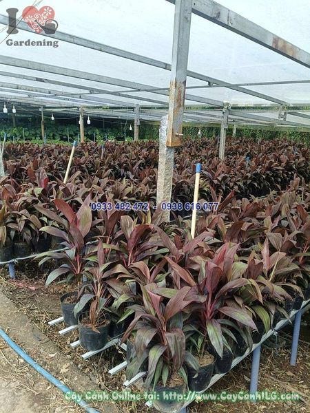 Cây Huyết Dụ – Ý Nghĩa, Cách Chăm Sóc & Mua Bán Sỉ Lẻ Giá Tốt Tại TP.HCM