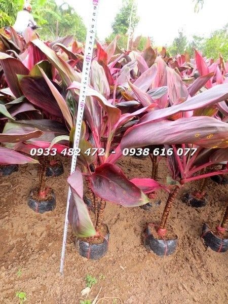 Cây Huyết Dụ – Ý Nghĩa, Cách Chăm Sóc & Mua Bán Sỉ Lẻ Giá Tốt Tại TP.HCM