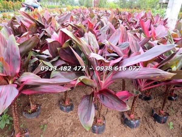 Cây Huyết Dụ – Ý Nghĩa, Cách Chăm Sóc & Mua Bán Sỉ Lẻ Giá Tốt Tại TP.HCM