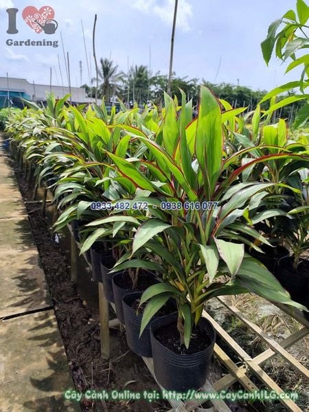 Cây Huyết Dụ Xanh Cao 50cm