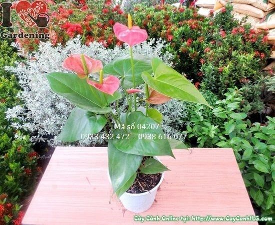 Cây Huyết Môn – Ý Nghĩa, Cách Chăm Sóc & Mua Bán Sỉ Lẻ Giá Tốt Tại TP.HCM