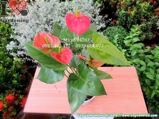 Cây Huyết Môn – Ý Nghĩa, Cách Chăm Sóc & Mua Bán Sỉ Lẻ Giá Tốt Tại TP.HCM
