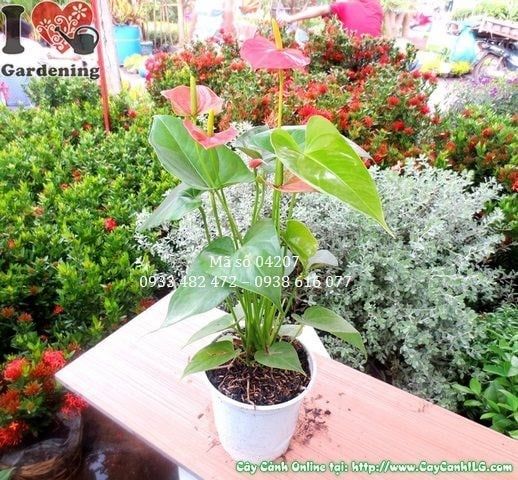 Cây Huyết Môn – Ý Nghĩa, Cách Chăm Sóc & Mua Bán Sỉ Lẻ Giá Tốt Tại TP.HCM