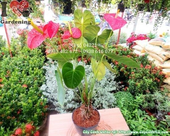 Cây Huyết Môn – Ý Nghĩa, Cách Chăm Sóc & Mua Bán Sỉ Lẻ Giá Tốt Tại TP.HCM