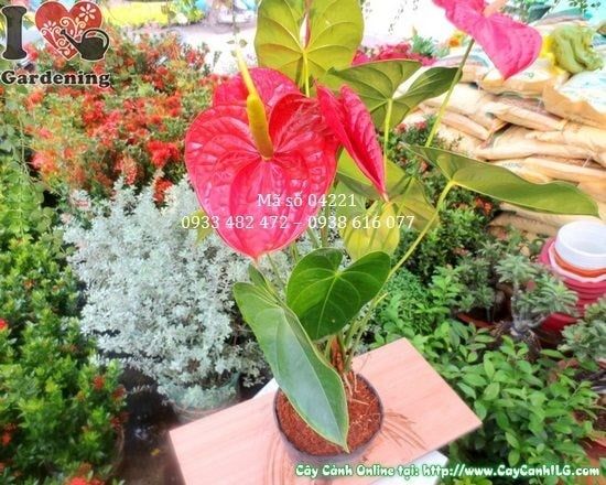 Cây Huyết Môn – Ý Nghĩa, Cách Chăm Sóc & Mua Bán Sỉ Lẻ Giá Tốt Tại TP.HCM