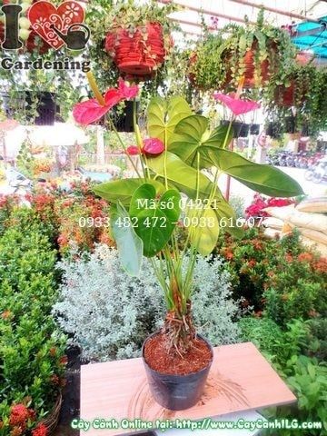 Cây Huyết Môn – Ý Nghĩa, Cách Chăm Sóc & Mua Bán Sỉ Lẻ Giá Tốt Tại TP.HCM