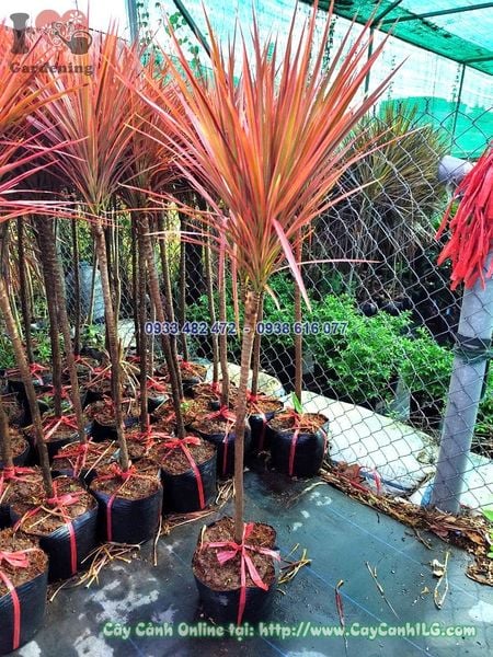 Cây Huyết Phất Dụ Kiếm – Ý Nghĩa, Cách Chăm Sóc & Mua Bán Sỉ Lẻ Giá Tốt Tại TP.HCM
