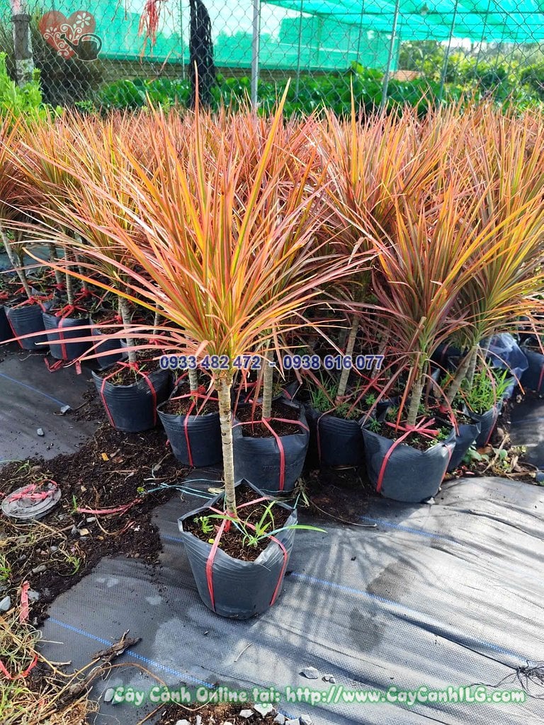 Cây Huyết Phất Dụ Kiếm lá đỏ xanh dáng đẹp trồng chậu