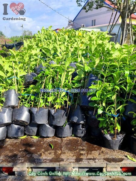 Cây Huỳnh Anh Lá Lớn – Ý Nghĩa, Cách Chăm Sóc & Mua Bán Sỉ Lẻ Giá Tốt Tại TP.HCM