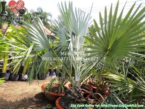 Cây Kè Bạc – Ý Nghĩa, Cách Chăm Sóc & Mua Bán Sỉ Lẻ Giá Tốt Tại TP.HCM