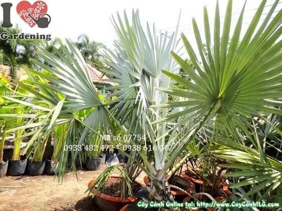 Cây Kè Bạc – Ý Nghĩa, Cách Chăm Sóc & Mua Bán Sỉ Lẻ Giá Tốt Tại TP.HCM