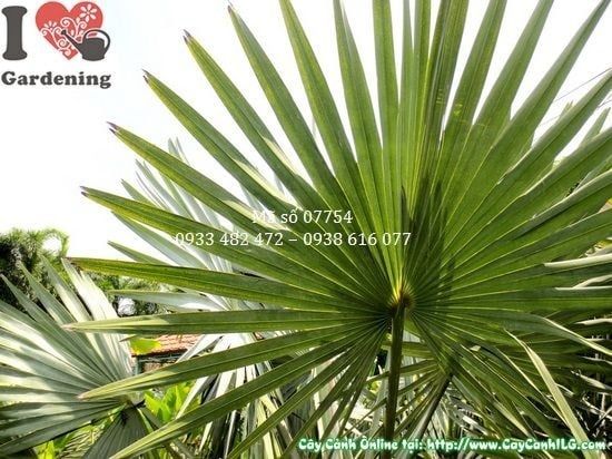 Cây Kè Bạc – Ý Nghĩa, Cách Chăm Sóc & Mua Bán Sỉ Lẻ Giá Tốt Tại TP.HCM