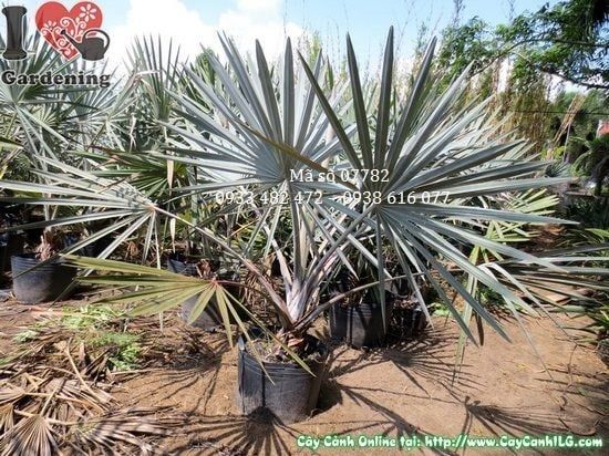 Cây Kè Bạc – Ý Nghĩa, Cách Chăm Sóc & Mua Bán Sỉ Lẻ Giá Tốt Tại TP.HCM