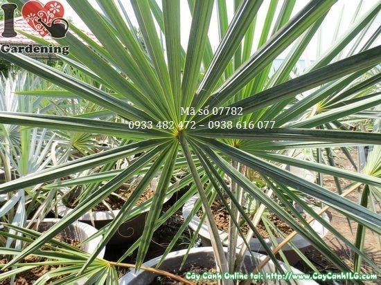 Cây Kè Bạc – Ý Nghĩa, Cách Chăm Sóc & Mua Bán Sỉ Lẻ Giá Tốt Tại TP.HCM