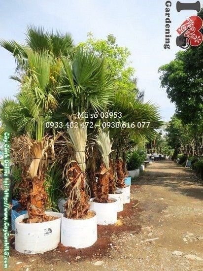 Cây Kè Đỏ – Ý Nghĩa, Cách Chăm Sóc & Mua Bán Sỉ Lẻ Giá Tốt Tại TP.HCM