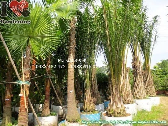 Cây Kè Đỏ – Ý Nghĩa, Cách Chăm Sóc & Mua Bán Sỉ Lẻ Giá Tốt Tại TP.HCM