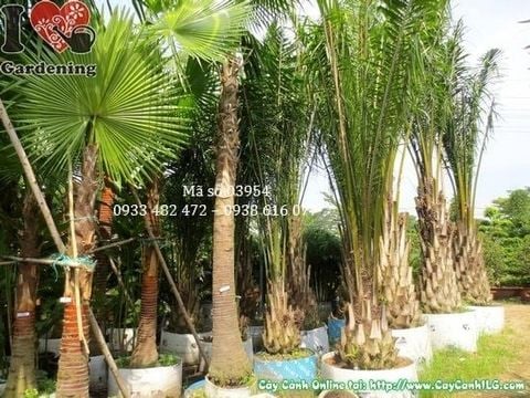 Cây Kè Đỏ – Ý Nghĩa, Cách Chăm Sóc & Mua Bán Sỉ Lẻ Giá Tốt Tại TP.HCM