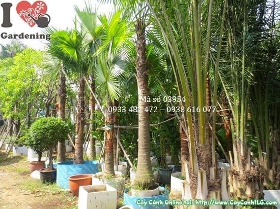 Cây Kè Đỏ – Ý Nghĩa, Cách Chăm Sóc & Mua Bán Sỉ Lẻ Giá Tốt Tại TP.HCM