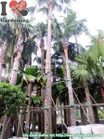 Cây Kè Đỏ – Ý Nghĩa, Cách Chăm Sóc & Mua Bán Sỉ Lẻ Giá Tốt Tại TP.HCM