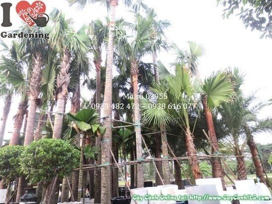 Cây Kè Đỏ – Ý Nghĩa, Cách Chăm Sóc & Mua Bán Sỉ Lẻ Giá Tốt Tại TP.HCM