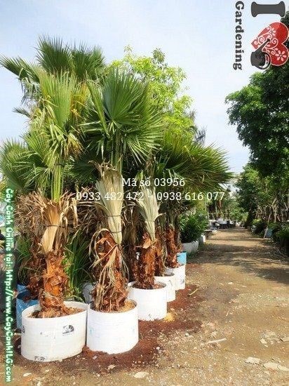 Cây Kè Lá Xanh – Ý Nghĩa, Cách Chăm Sóc & Mua Bán Sỉ Lẻ Giá Tốt Tại TP.HCM