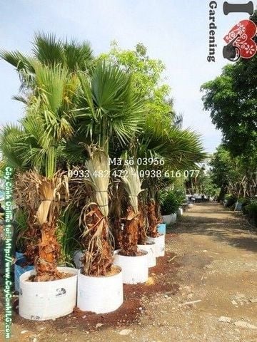 Cây Kè Lá Xanh – Ý Nghĩa, Cách Chăm Sóc & Mua Bán Sỉ Lẻ Giá Tốt Tại TP.HCM