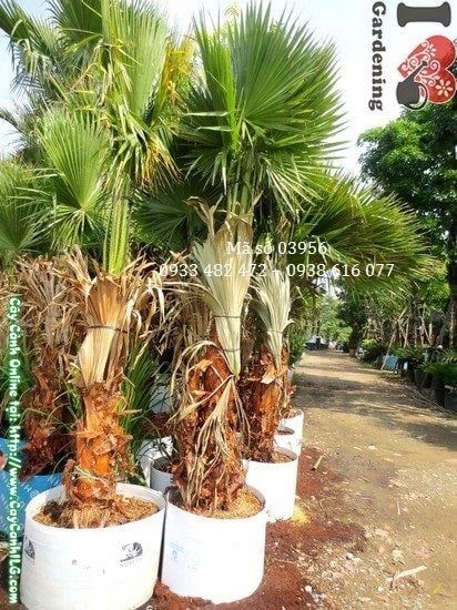 Cây Kè Lá Xanh – Ý Nghĩa, Cách Chăm Sóc & Mua Bán Sỉ Lẻ Giá Tốt Tại TP.HCM