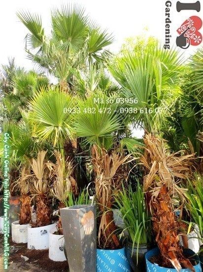 Cây Kè Lá Xanh – Ý Nghĩa, Cách Chăm Sóc & Mua Bán Sỉ Lẻ Giá Tốt Tại TP.HCM
