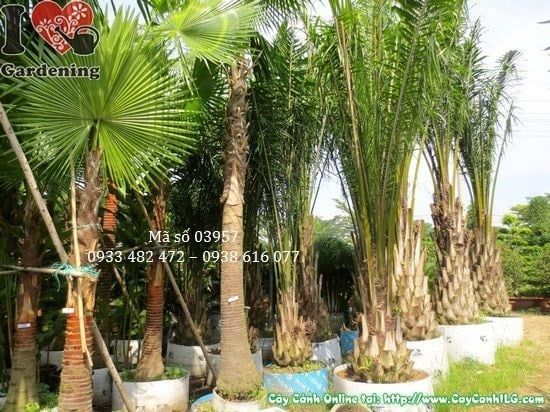 Cây Kè Lá Xanh – Ý Nghĩa, Cách Chăm Sóc & Mua Bán Sỉ Lẻ Giá Tốt Tại TP.HCM