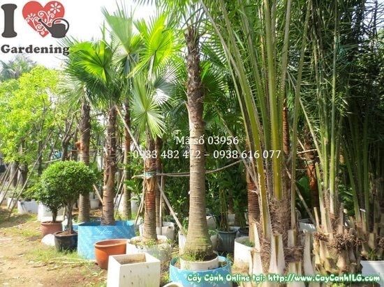 Cây Kè Lá Xanh – Ý Nghĩa, Cách Chăm Sóc & Mua Bán Sỉ Lẻ Giá Tốt Tại TP.HCM