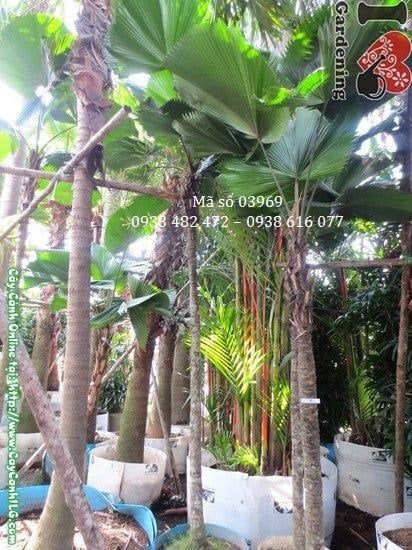 Cây Kè Nhật – Ý Nghĩa, Cách Chăm Sóc & Mua Bán Sỉ Lẻ Giá Tốt Tại TP.HCM