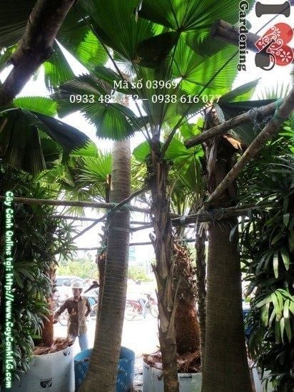 Cây Kè Nhật – Ý Nghĩa, Cách Chăm Sóc & Mua Bán Sỉ Lẻ Giá Tốt Tại TP.HCM