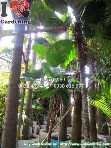 Cây Kè Nhật – Ý Nghĩa, Cách Chăm Sóc & Mua Bán Sỉ Lẻ Giá Tốt Tại TP.HCM