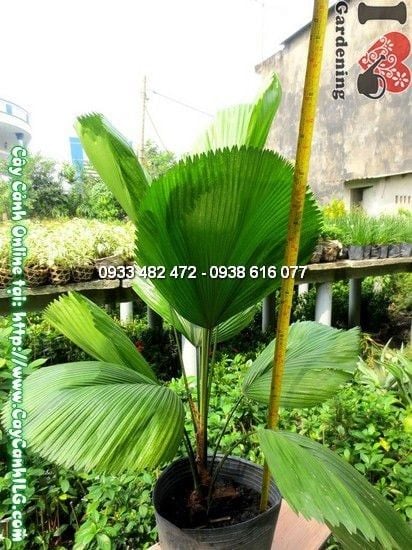Cây Kè Nhật – Ý Nghĩa, Cách Chăm Sóc & Mua Bán Sỉ Lẻ Giá Tốt Tại TP.HCM