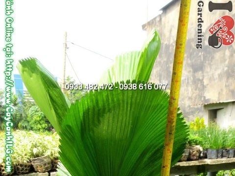 Cây Kè Nhật – Ý Nghĩa, Cách Chăm Sóc & Mua Bán Sỉ Lẻ Giá Tốt Tại TP.HCM