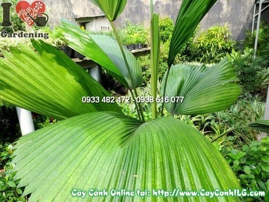 Cây Kè Nhật – Ý Nghĩa, Cách Chăm Sóc & Mua Bán Sỉ Lẻ Giá Tốt Tại TP.HCM