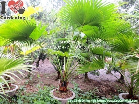 Cây Kè Xanh – Ý Nghĩa, Cách Chăm Sóc & Mua Bán Sỉ Lẻ Giá Tốt Tại TP.HCM
