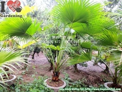 Cây Kè Xanh – Ý Nghĩa, Cách Chăm Sóc & Mua Bán Sỉ Lẻ Giá Tốt Tại TP.HCM