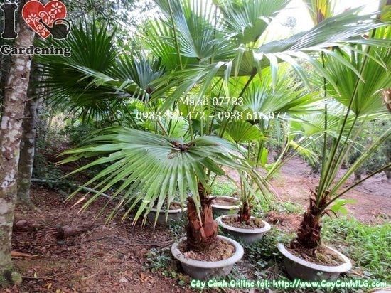 Cây Kè Xanh – Ý Nghĩa, Cách Chăm Sóc & Mua Bán Sỉ Lẻ Giá Tốt Tại TP.HCM