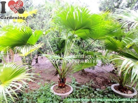 Cây Kè Xanh – Ý Nghĩa, Cách Chăm Sóc & Mua Bán Sỉ Lẻ Giá Tốt Tại TP.HCM