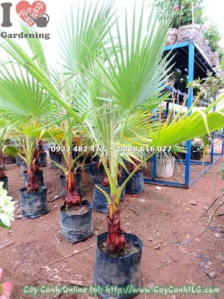 Cây Kè Xanh – Ý Nghĩa, Cách Chăm Sóc & Mua Bán Sỉ Lẻ Giá Tốt Tại TP.HCM
