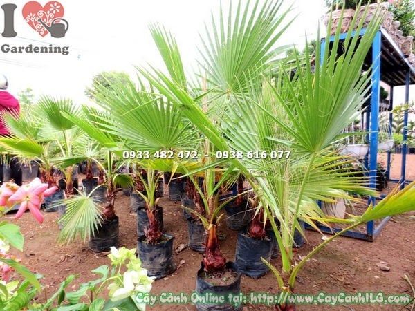Cây Kè Xanh – Ý Nghĩa, Cách Chăm Sóc & Mua Bán Sỉ Lẻ Giá Tốt Tại TP.HCM