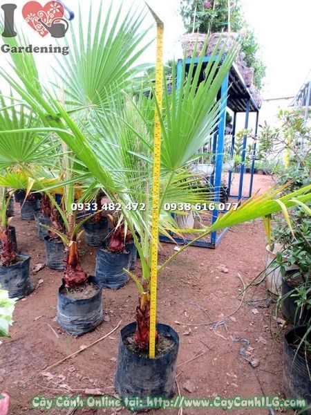 Cây Kè Xanh – Ý Nghĩa, Cách Chăm Sóc & Mua Bán Sỉ Lẻ Giá Tốt Tại TP.HCM