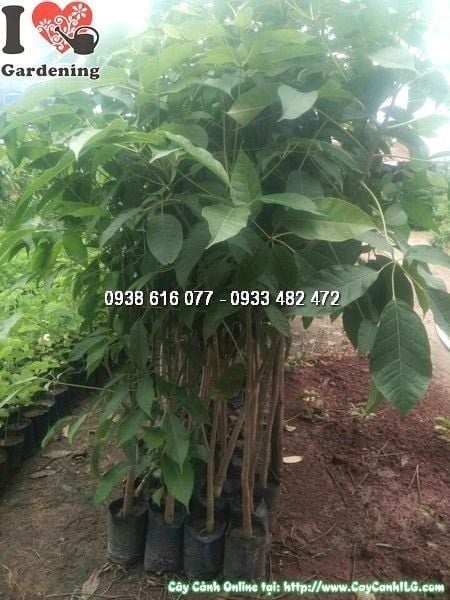 Cây Kèn Hồng – Ý Nghĩa, Cách Chăm Sóc & Mua Bán Sỉ Lẻ Giá Tốt Tại TP.HCM