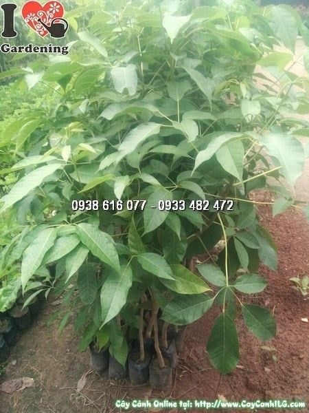 Cây Kèn Hồng – Ý Nghĩa, Cách Chăm Sóc & Mua Bán Sỉ Lẻ Giá Tốt Tại TP.HCM