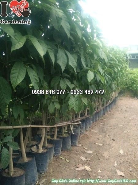 Cây Kèn Hồng – Ý Nghĩa, Cách Chăm Sóc & Mua Bán Sỉ Lẻ Giá Tốt Tại TP.HCM