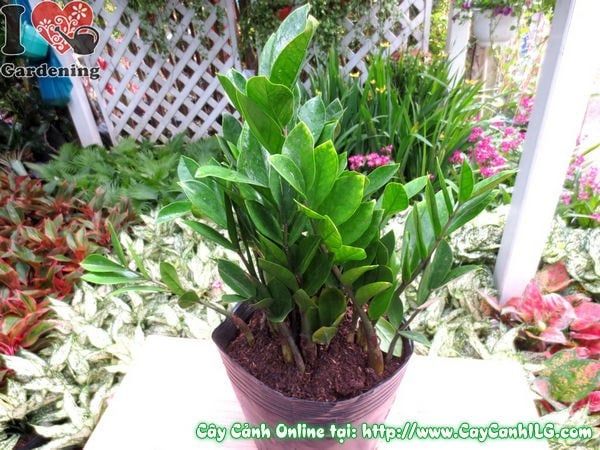 Cây Kim Phát Tài – Ý Nghĩa, Cách Chăm Sóc & Mua Bán Sỉ Lẻ Giá Tốt Tại TP.HCM